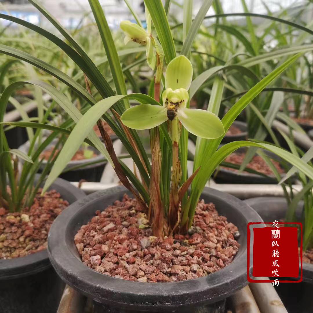 兰花上盆前晾根一般晾多久,裸根兰花上盆前需要泡根吗