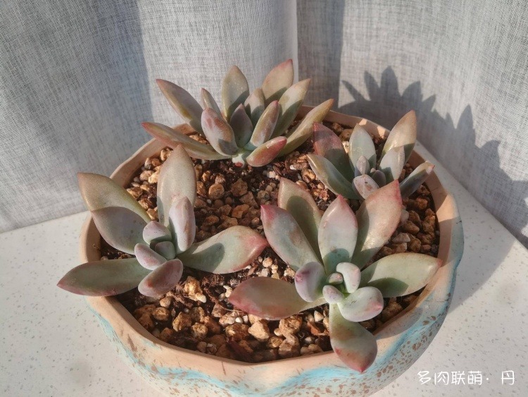多肉长大了越来越好看,服盆期多肉变小