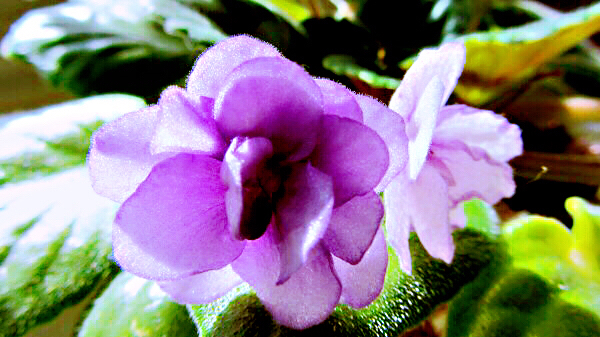 非洲紫罗兰盆栽,紫罗兰花卉盆栽图片