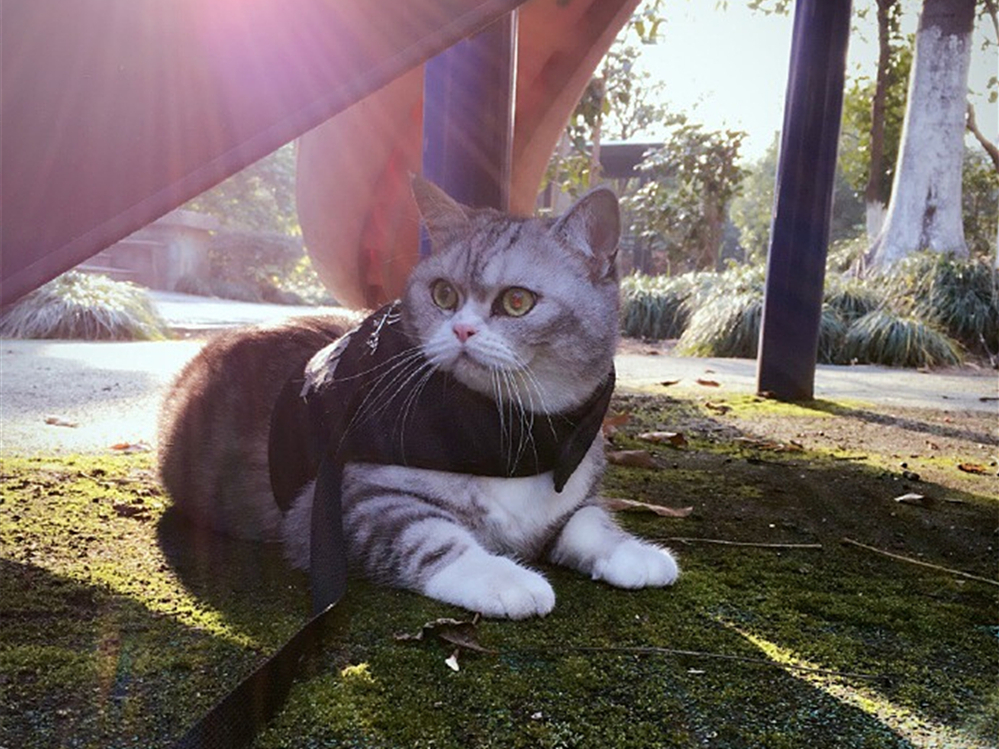 解决猫毛过敏最佳办法,猫毛会导致脸部过敏吗