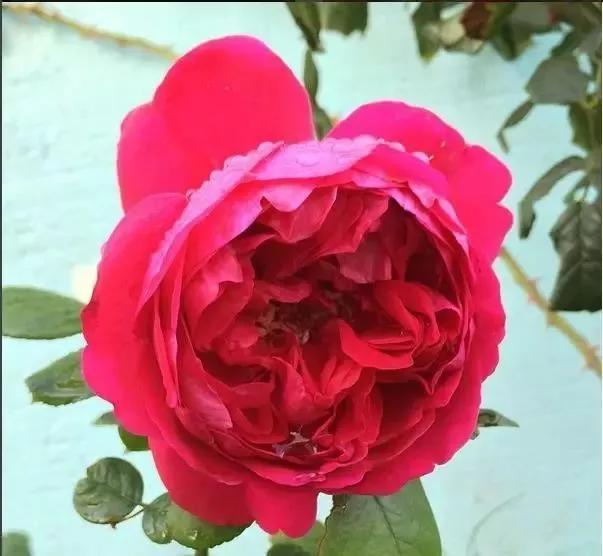 给大家介绍一下玫瑰品种,玫瑰的品种及特点介绍