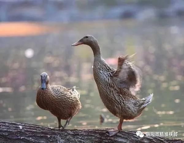 辽宁朝阳扶贫,用真情传递爱心用行动助力扶贫