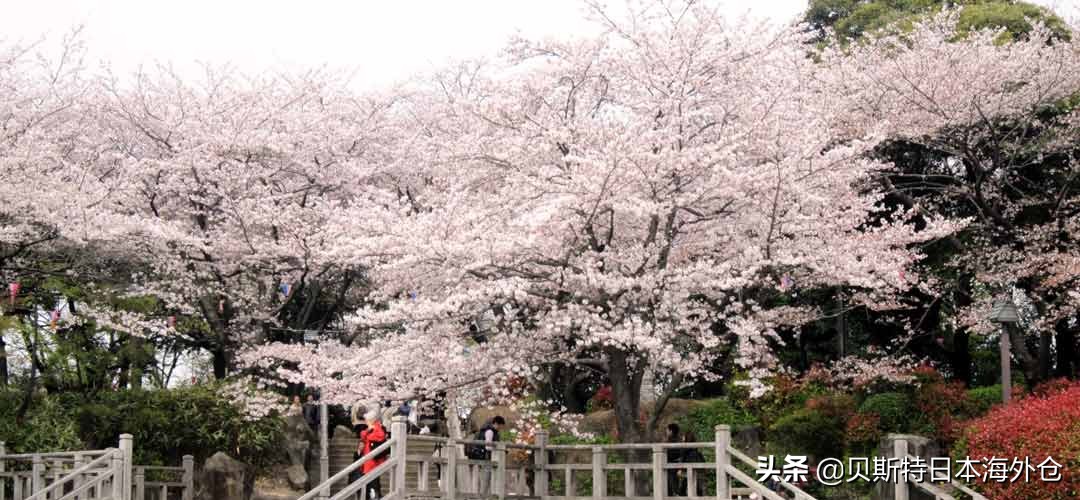 日本东京区位置选择,日本东京最好的区