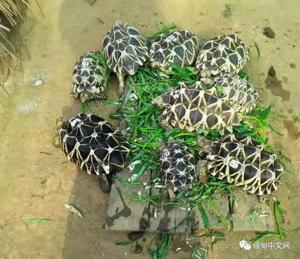 缅甸星龟成体,成年缅甸星龟