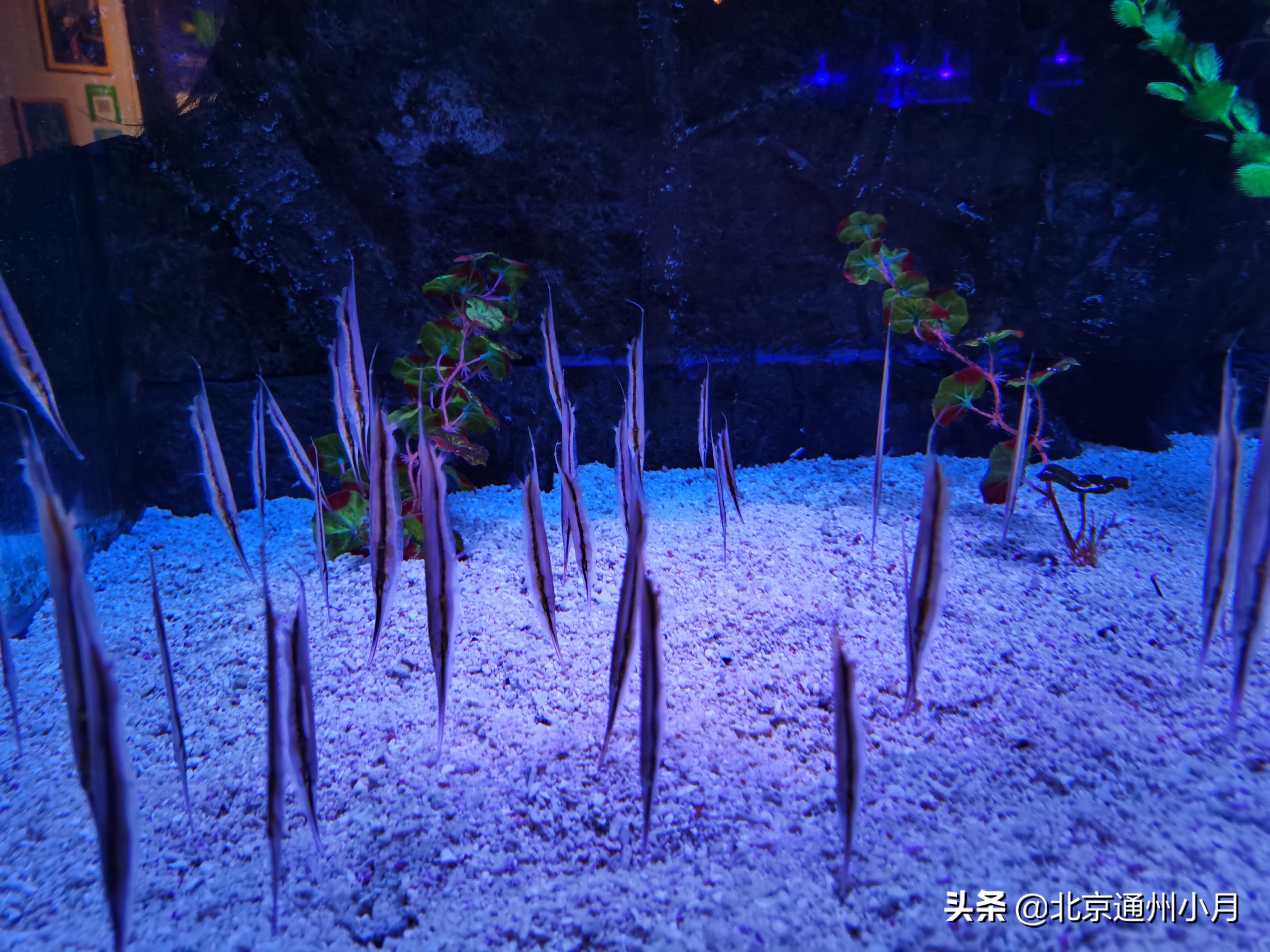 北京海底世界游览时间表,北京海底世界值得玩