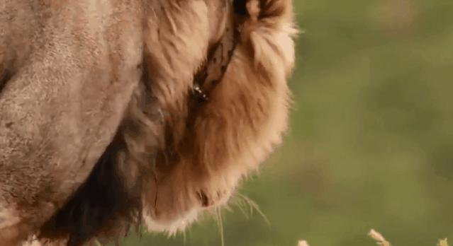 母狮一天发情40次,还追着公狮咬蛋蛋?根本不是这样啊....