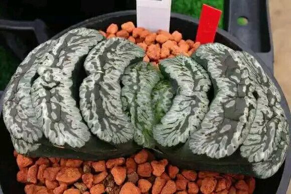 玉扇怎么判断品相,什么玉扇品种最好