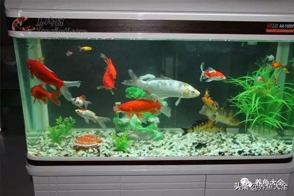 养观赏鱼放盐时为什么会死,观赏鱼外伤用黄粉行吗