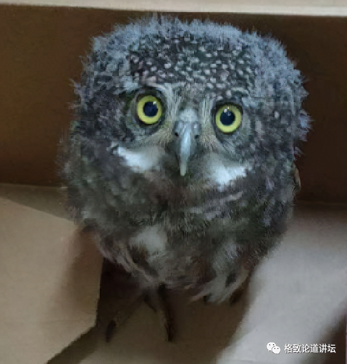 捡到只受伤的鸟怎么办,野外捡到受伤的小鸟