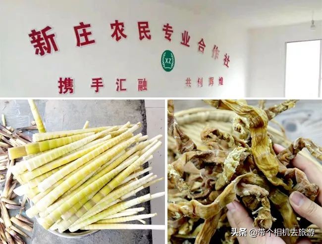 贵州省桐梓县马鬃乡竹笋,桐梓新鲜方竹笋基地