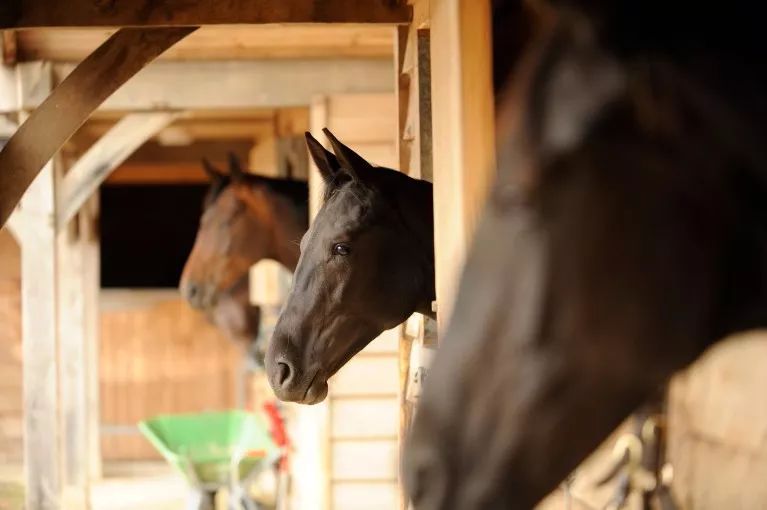 马营养不良的表现,马营养不良看哪里看得出来