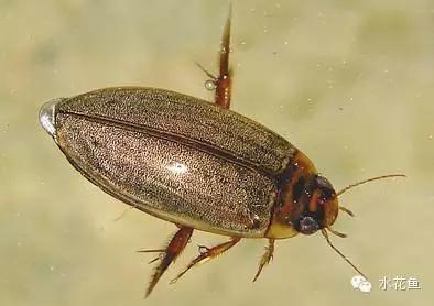 鱼苗消毒和病虫防治,水花鱼苗气泡病发病原因