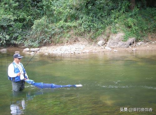 这种鱼有蓝色肉味道非常鲜美,春夏秋冬适宜垂钓的鱼品种