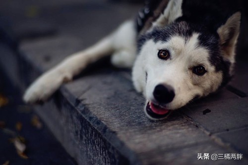 「养宠经验分享」海带汤可以给狗狗补钙吗，狗狗吃海带汤补钙吗