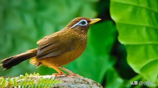 画眉鸟怎么喂养才好,画眉鸟的训练和饲养