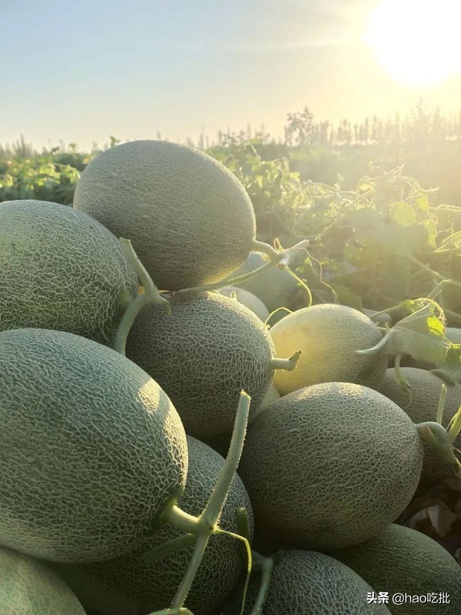 西州蜜25号与17号甜度,西州蜜25号的甜度