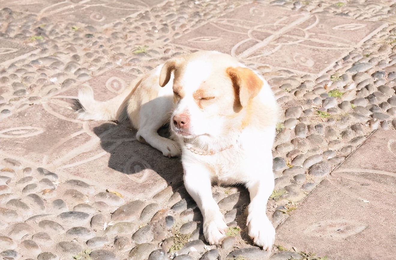 狗狗一块皮肤发红掉毛怎么治疗,狗狗剃毛后皮肤发黑掉毛抹什么药