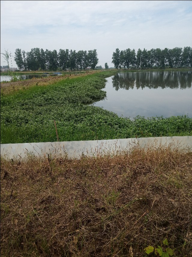 小龙虾怎么鲜活保湿,小龙虾怎么管理高产