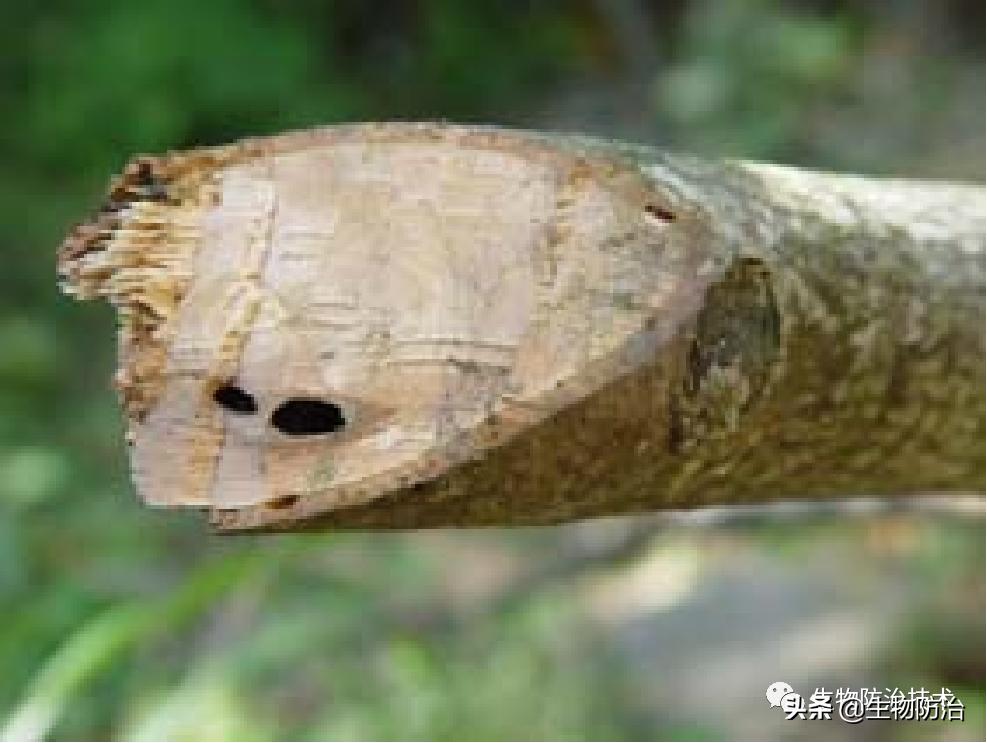 蛀干害虫是钻蛀害虫吗,果树枝干钻蛀害虫图片