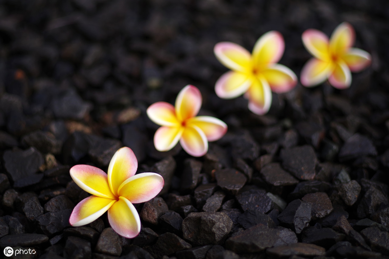 最美的是遗言最丑的是誓言歌名,还魂门