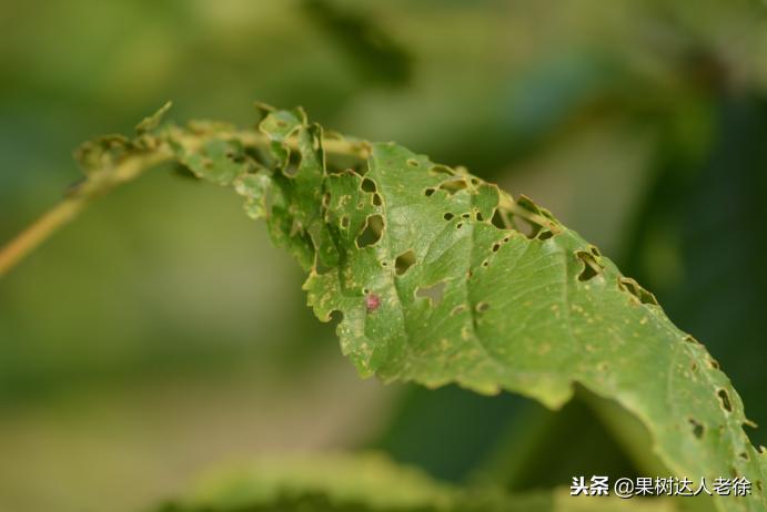 樱桃好吃树难栽，已经过时了，关键是要掌握好这些标准管理技术