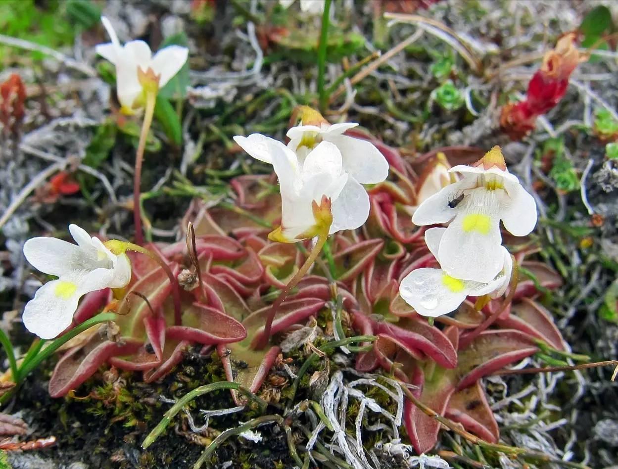各种食虫植物的特点,不一样的食虫植物