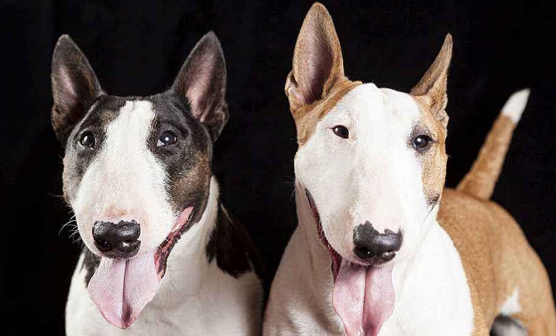 头特别圆的狗,牛头梗犬一个月的成长