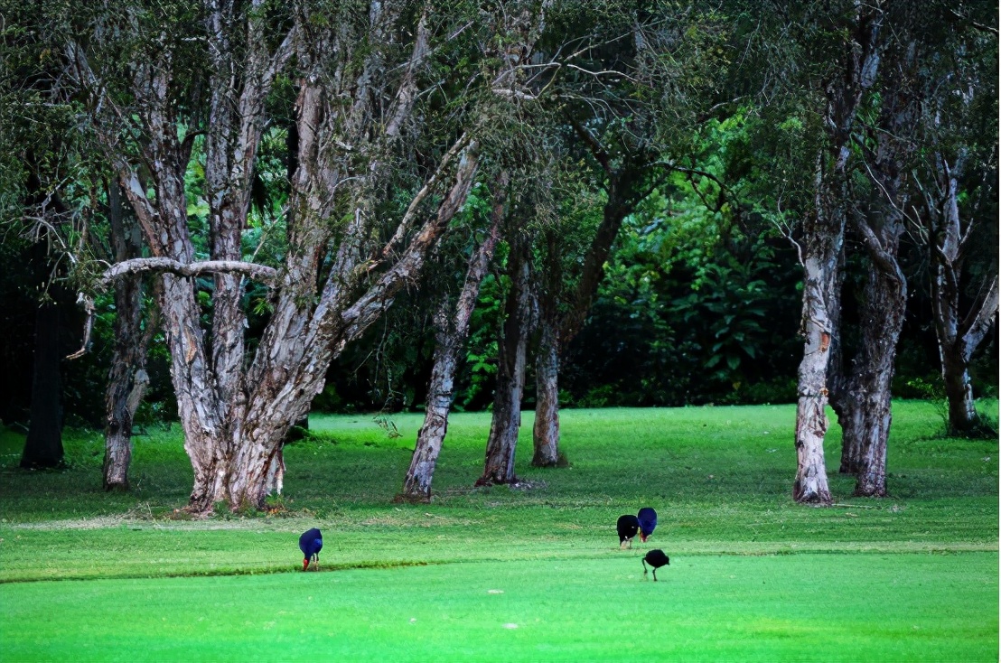 澳大利亚山火再次燃烧，火势已难以扑灭，祸根是4万年前留下的