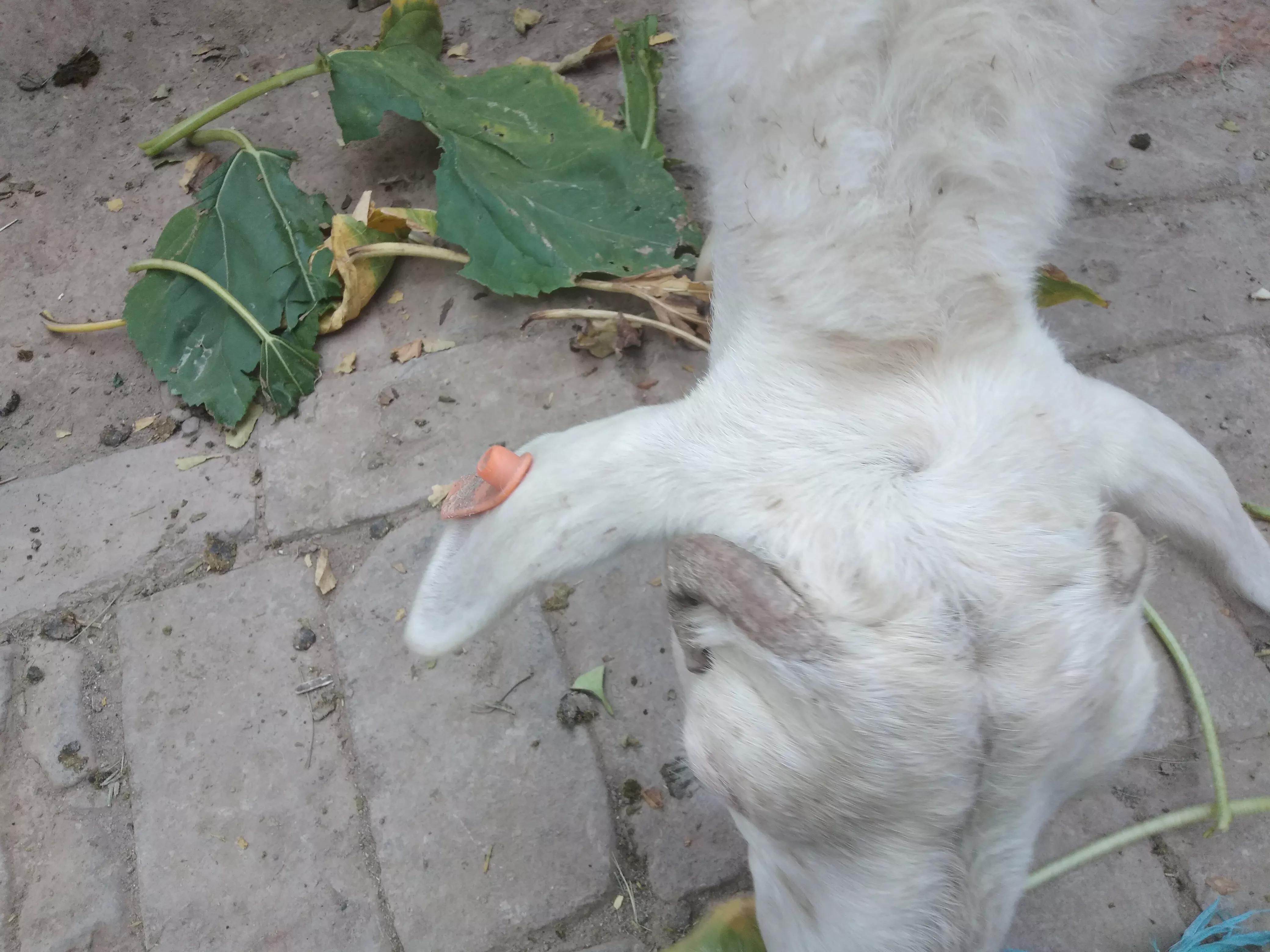 养羊25只的利润与成本真实,养羊利润成本计算