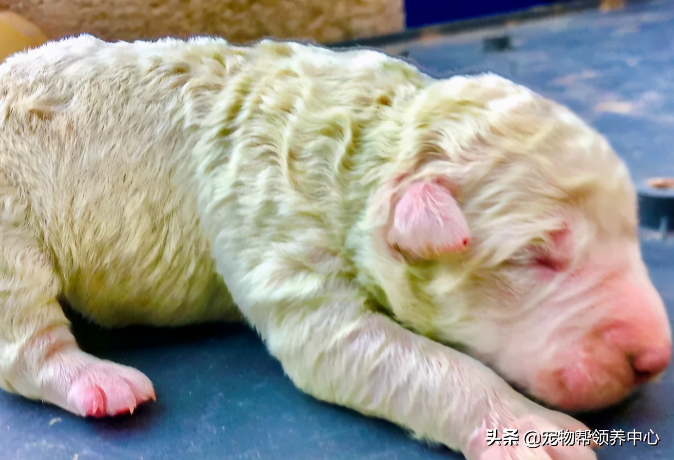 幼犬粪便里有毛发正常么,幼犬出生到满月毛色怎么变了