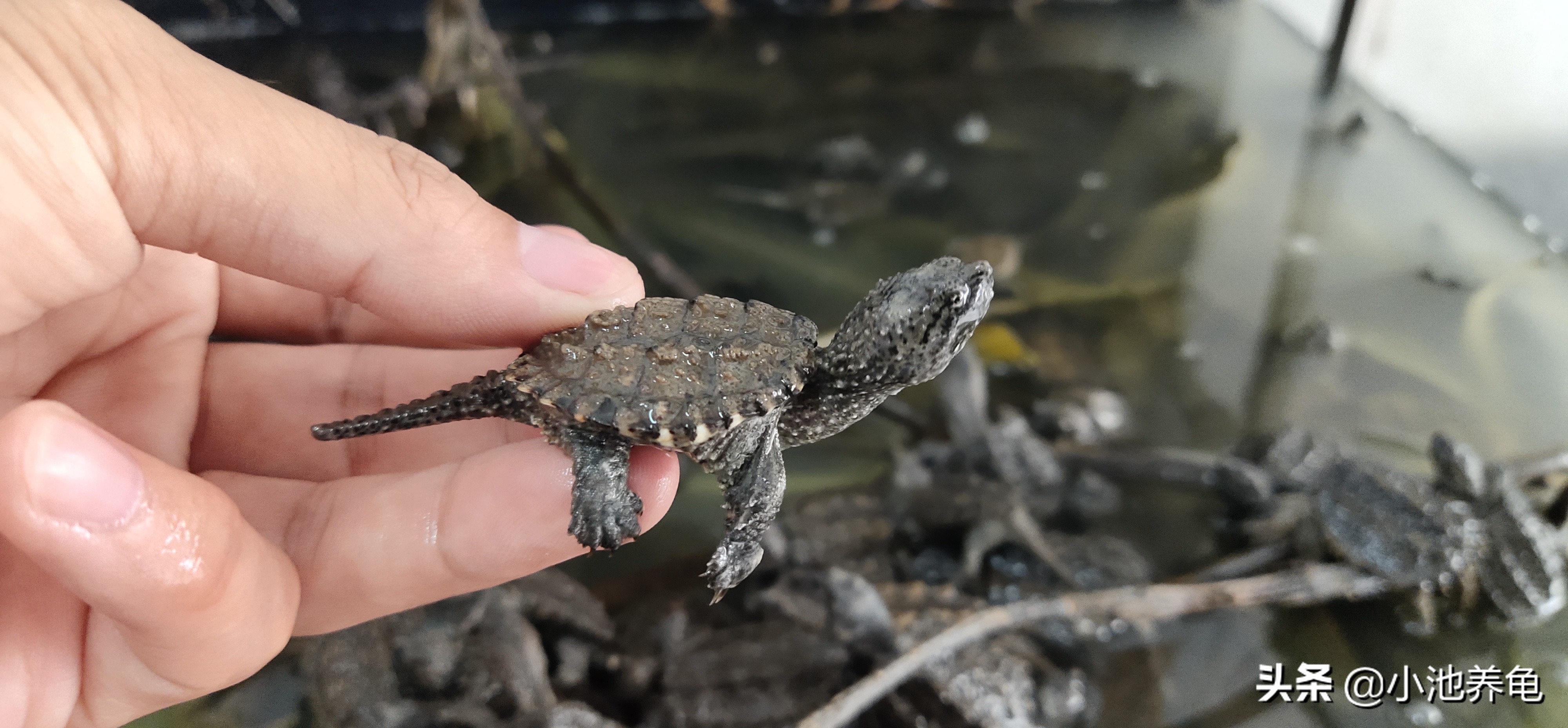 养龟新手该选什么龟才好养,新手养龟养什么样的乌龟好便宜