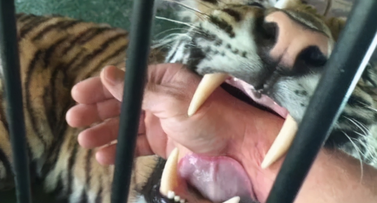 东北虎下山进村伤人老虎被鹅咬,东北虎下山进村伤人最后怎么样了