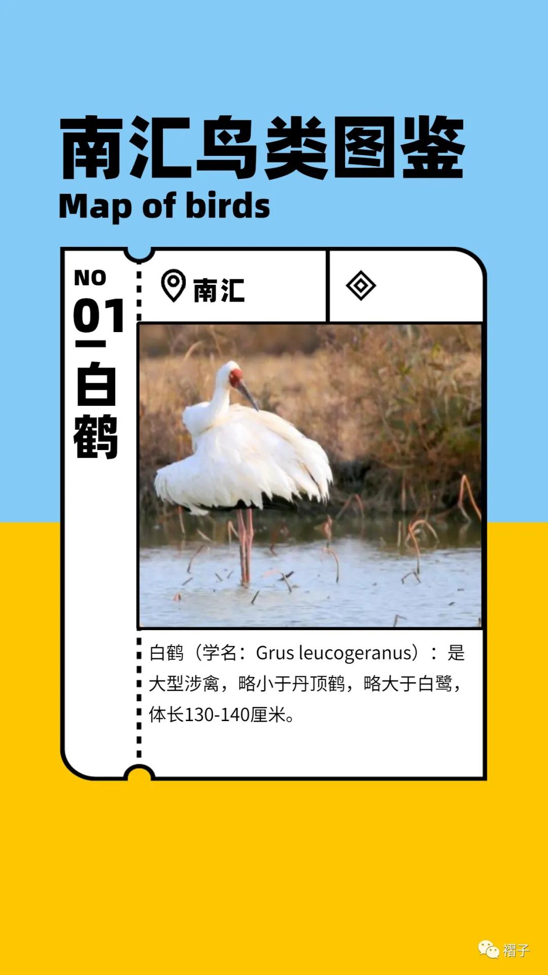 带上单筒望远镜吧！去南汇