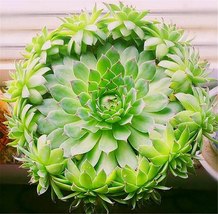 观音莲怎么养叶子才不徒长,观音莲徒长怎么补救