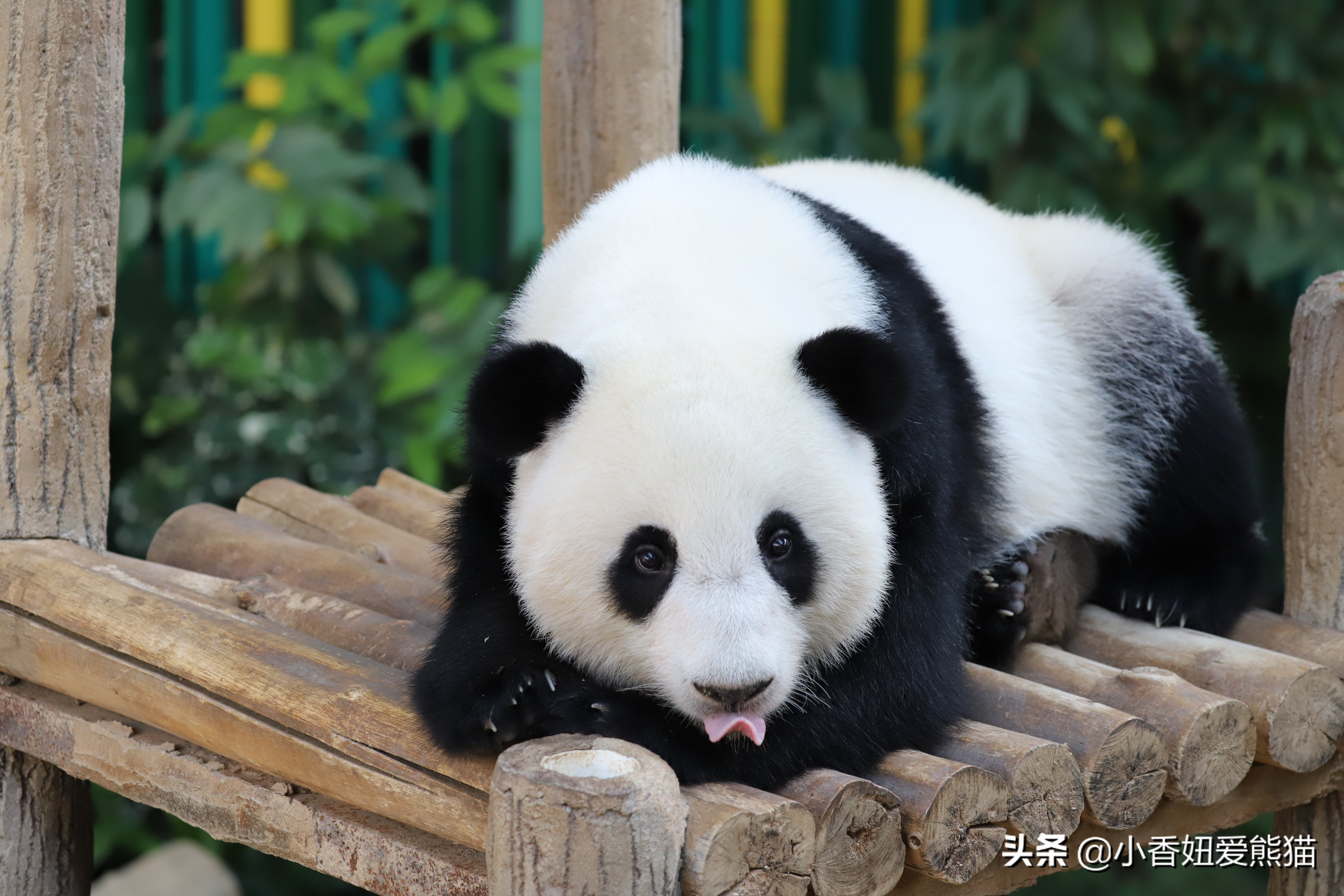 熊猫谊谊出生,马来西亚熊猫谊谊视频