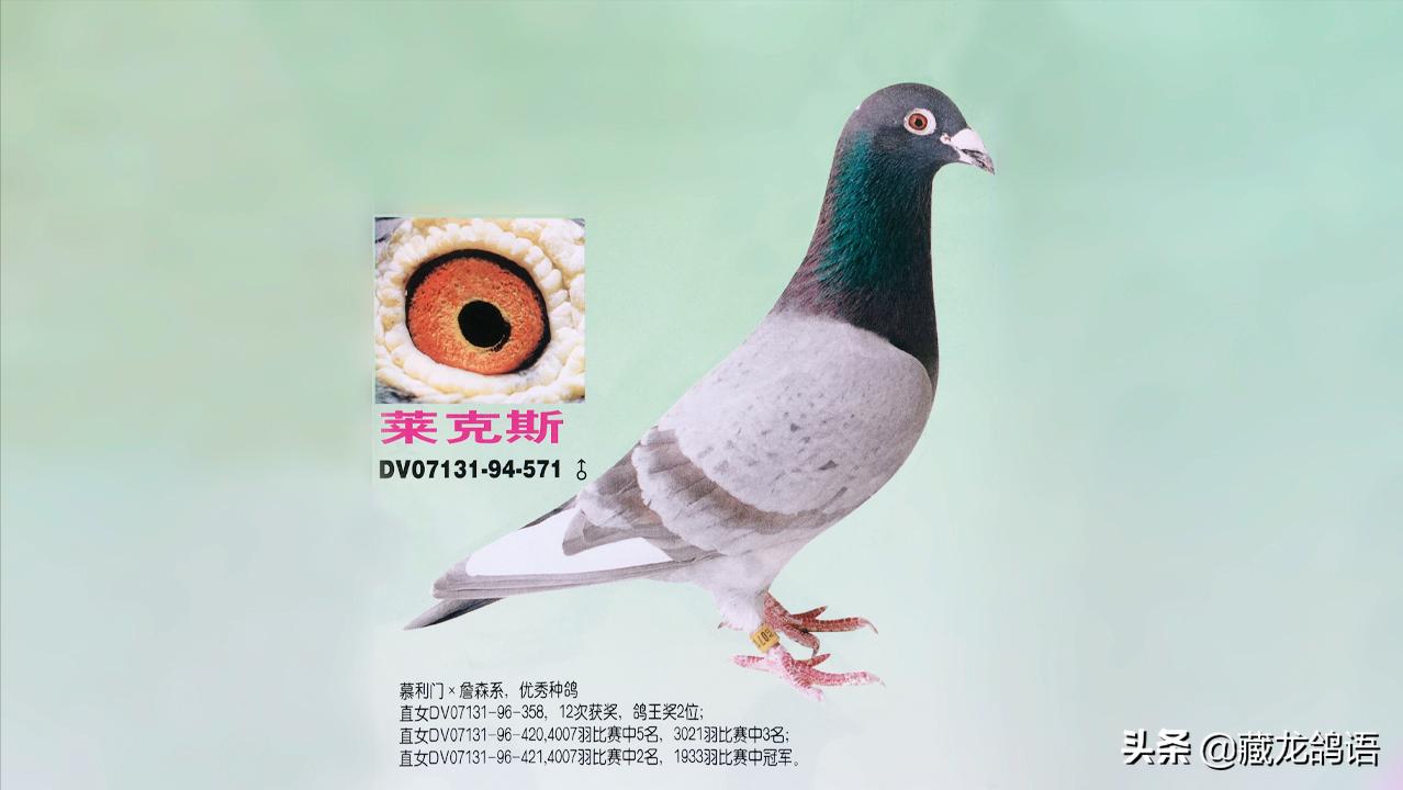 赛鸽飞不飞，怎么飞与鸽质的联系