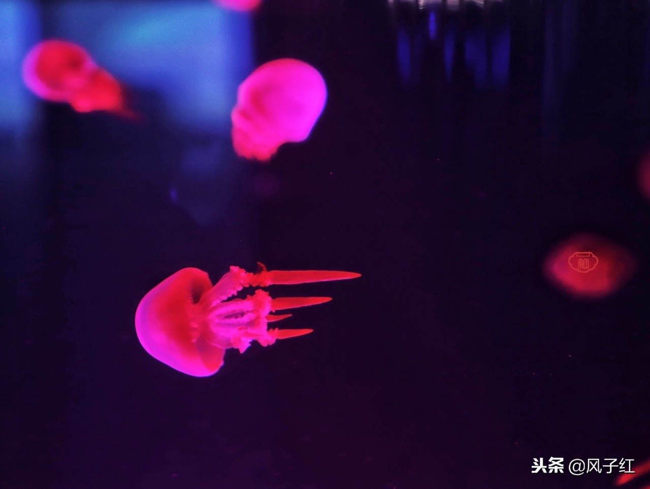 上海新地标丨海昌海洋公园一日游园玩法攻略