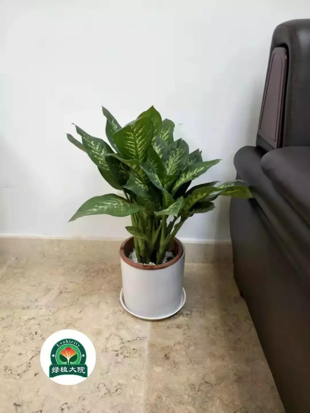 绿植花卉出租多少钱,佛山南海区花卉绿植租赁效果图