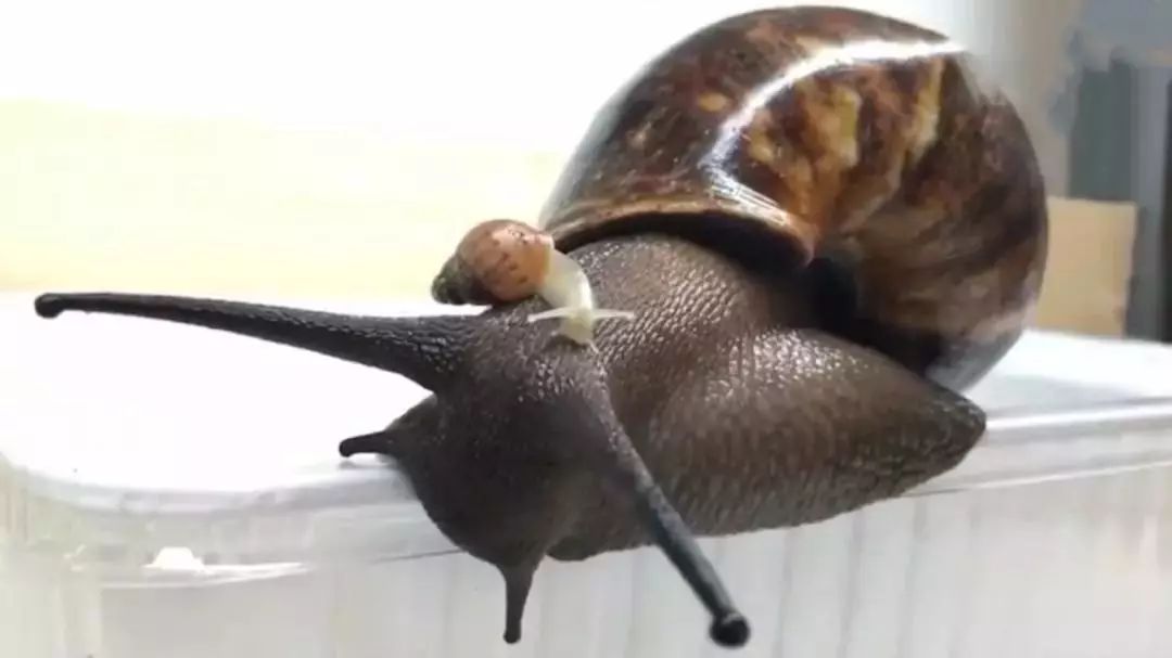 非洲大蜗牛足有2斤重，入侵我国多年，中国吃货为何不将它们消灭
