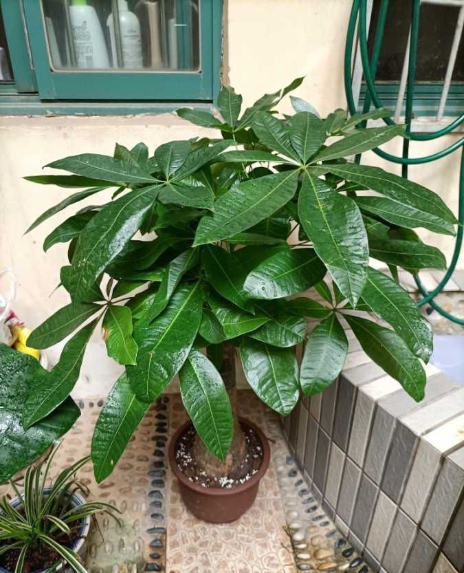 10种“吉利花”,“穷养”才能长大,越挤越壮实,越大越“旺家”