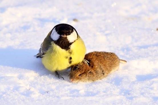 看鸟类视频,各种鸟类过冬姿态