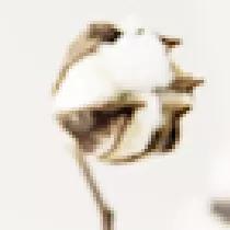 新棉花的特点,新棉花已十年了还能用吗