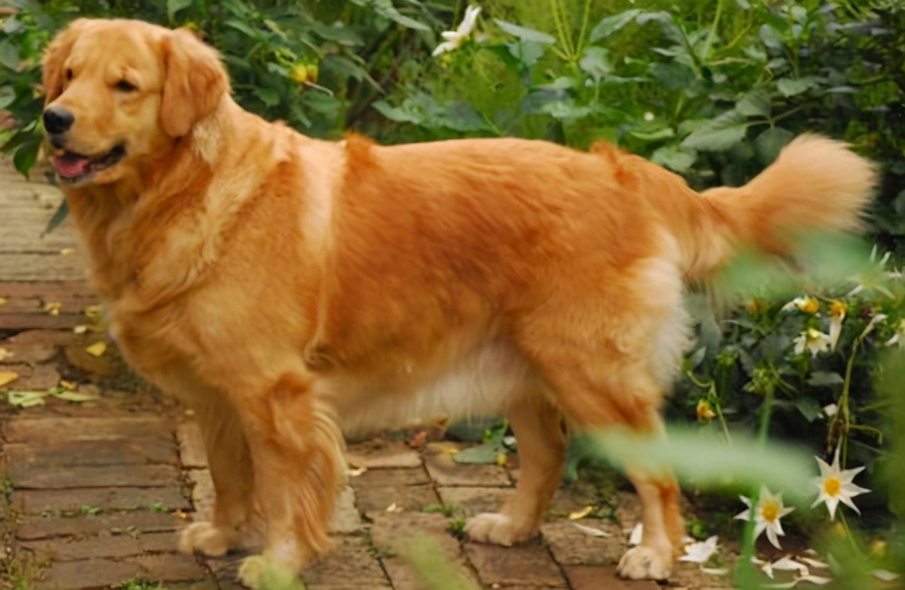 金毛犬一个月怎么看纯不纯,300块钱的金毛犬纯不纯呢