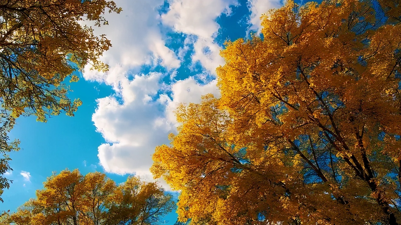 好喝的白茶白牡丹,好喝的白茶有哪些功效