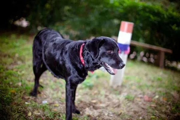 拉布拉多犬的优点跟缺点有关吗,拉布拉多犬的优点跟缺点是什么