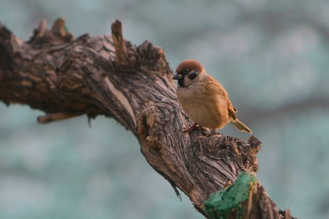 人造美人星新一讲的啥,星新一人造美人寓意