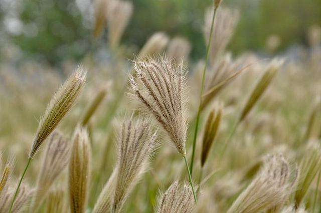 农村的野花野草哪几种可以吃,常见的野花野草却是农家之宝