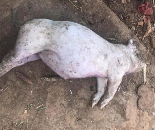 猪常见病用药大全,夏季猪的常见疾病及预防措施