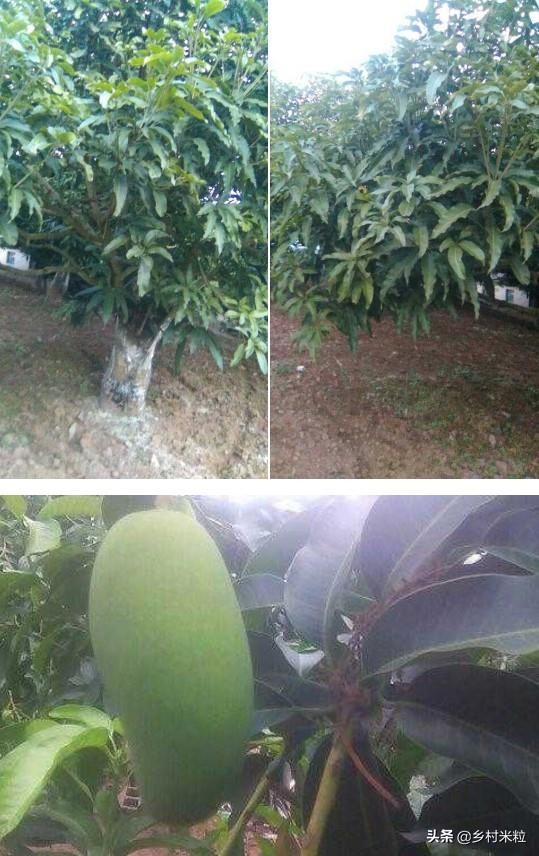 芒果买回几天为啥长黑斑,芒果买回来几天就有黑点能吃吗