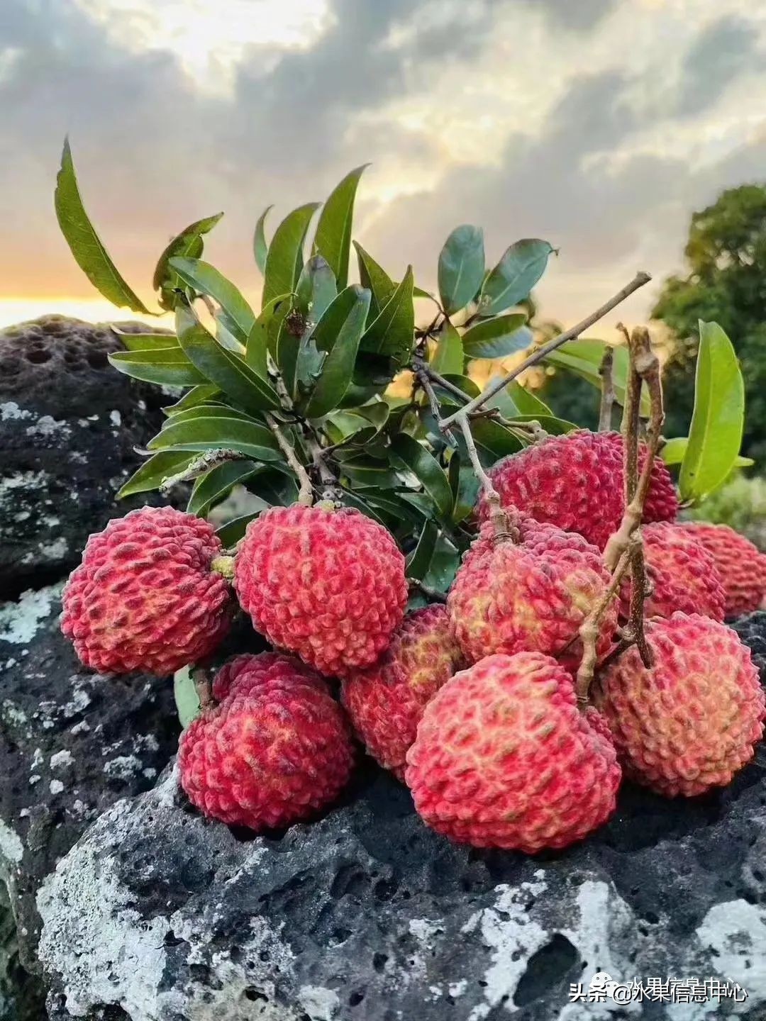 水果天堂：海南水果品种及上市时间表